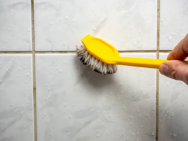 Reliable Chicago Heights, IL Mold Removal Solutions