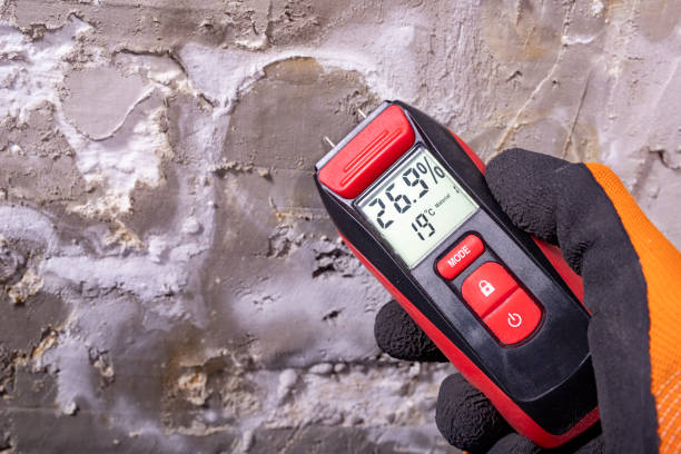 Best Emergency Mold Removal  in Chicago Heights, IL