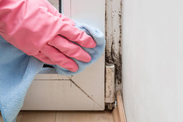 Best Crawl Space Mold Removal  in Chicago Heights, IL